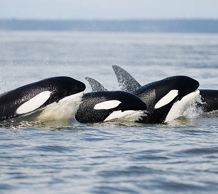 Cowichan Half Day Whale & Wildlife Private Charter – Vessel Prowler