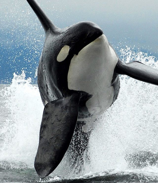 Whale Watching, Vancouver Island BC