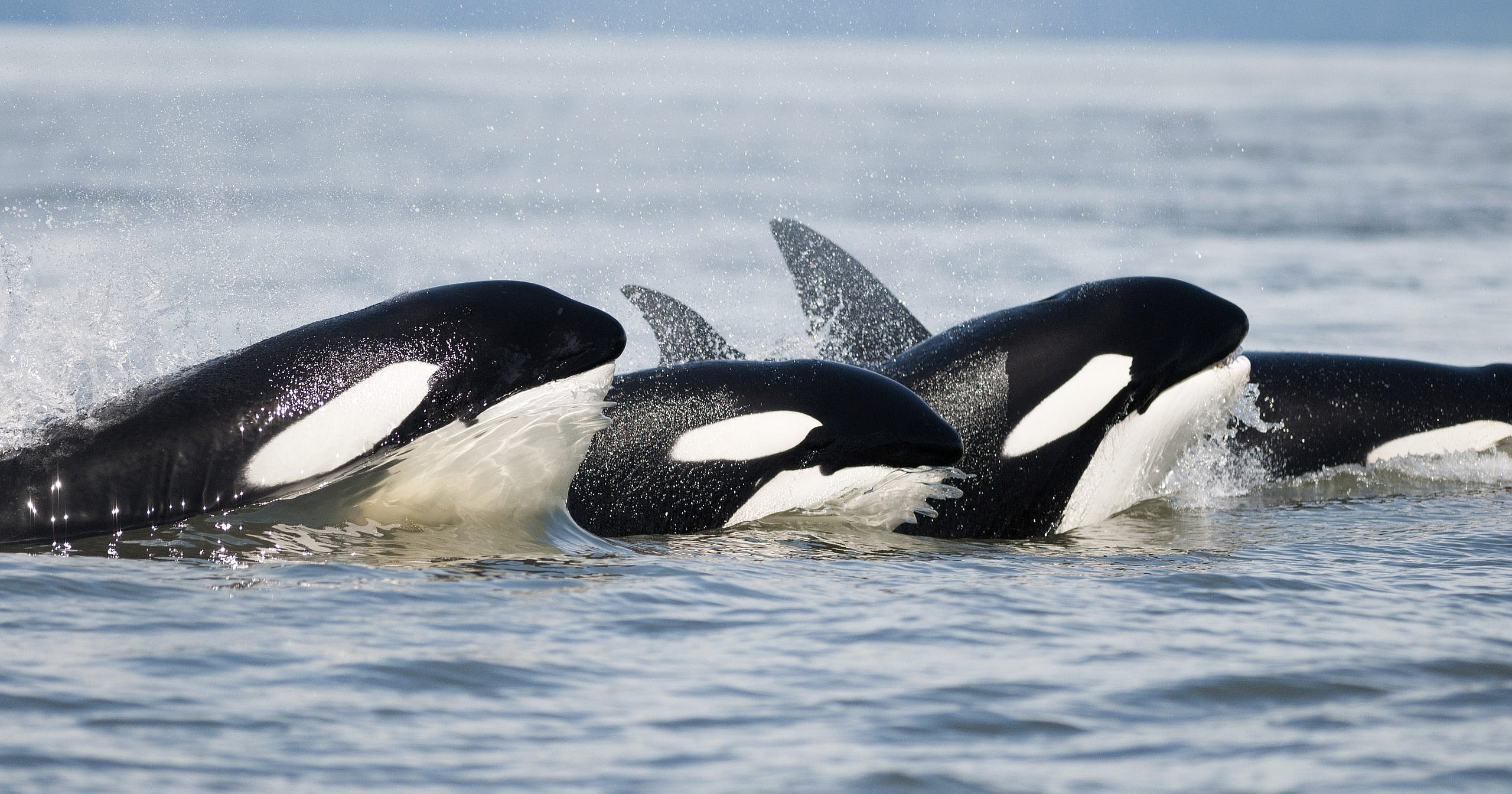 Whale Watching, Vancouver Island BC