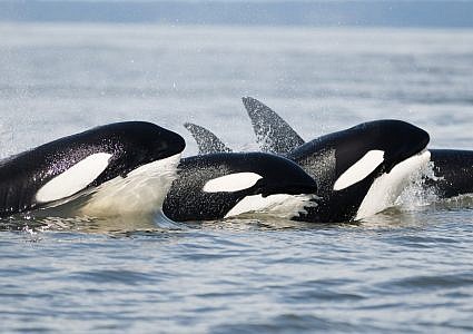 Cowichan Bay Private Whale & Wildlife Adventures