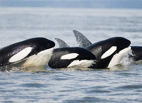 Cowichan Bay Private Whale & Wildlife Adventures