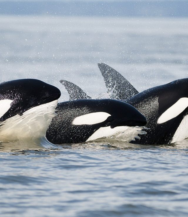 Whale Watching, Vancouver Island BC