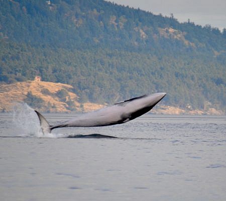 Minke Whales seen near Vancouver Island.