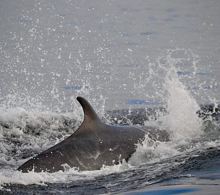 Minke Whales seen near Vancouver Island.