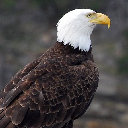 Photo of a Bald Eagles near Vancouver Island, BC Canada