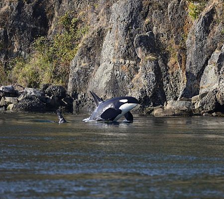 Killer Whales seen near Vancouver Island.