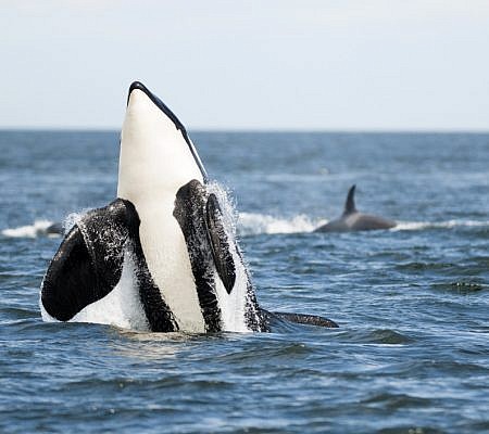 Killer Whales seen near Vancouver Island.