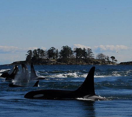Killer Whales seen near Vancouver Island.