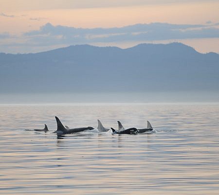 Killer Whales seen near Vancouver Island.