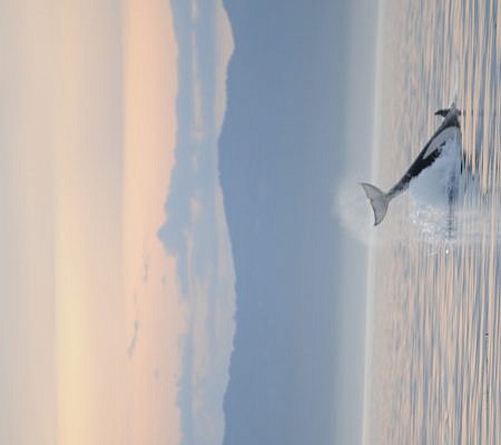 Killer Whales seen near Vancouver Island.