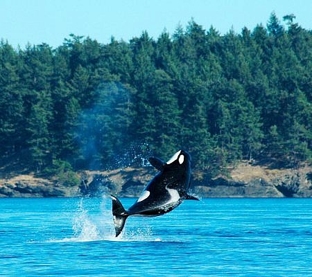 Killer Whales seen near Vancouver Island.