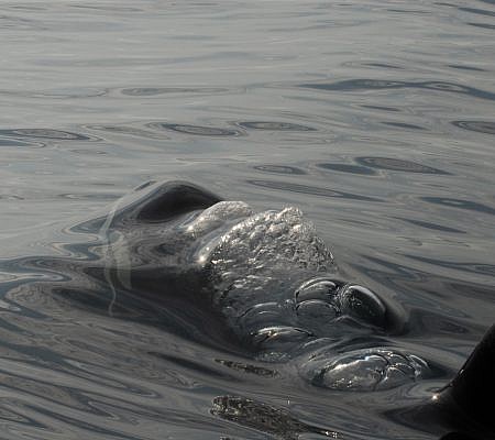 Killer Whales seen near Vancouver Island.