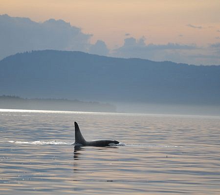 Killer Whales seen near Vancouver Island.