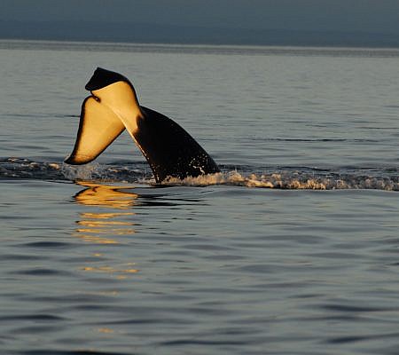 Killer Whales seen near Vancouver Island.