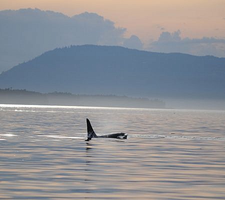 Killer Whales seen near Vancouver Island.