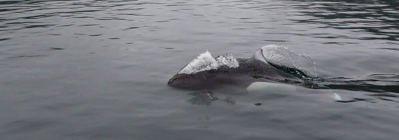 Dall’s Porpoise