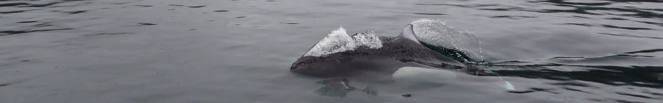 Dall’s Porpoise