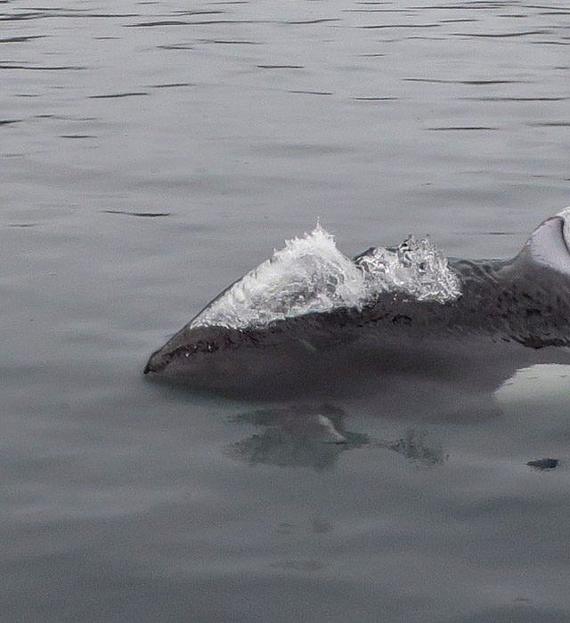 Dall’s Porpoise