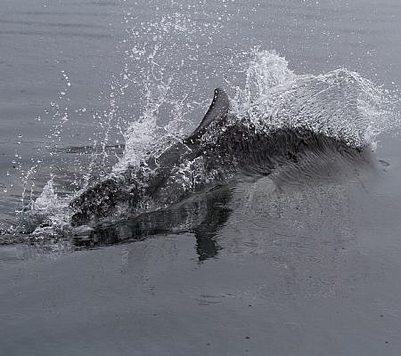 Dall’s Porpoise seen near Vancouver Island.