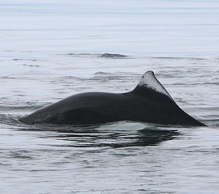 Dall’s Porpoise seen near Vancouver Island.
