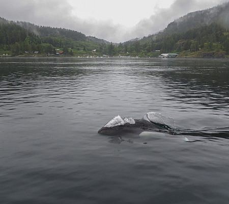 Dall’s Porpoise seen near Vancouver Island.
