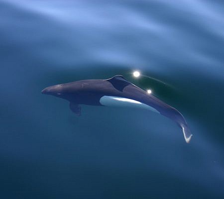 Dall’s Porpoise seen near Vancouver Island.