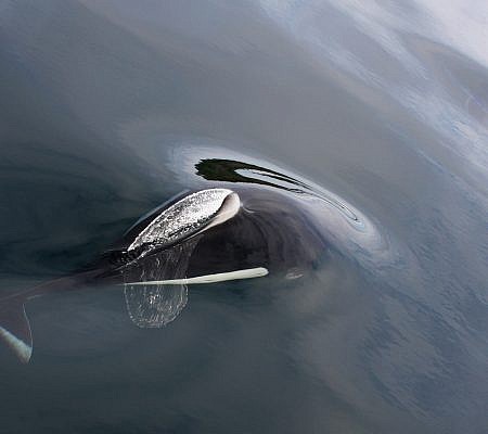 Dall’s Porpoise seen near Vancouver Island.