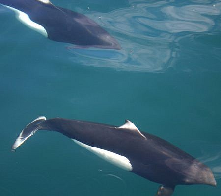 Dall’s Porpoise seen near Vancouver Island.
