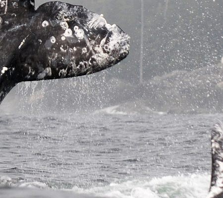 Gray Whales.