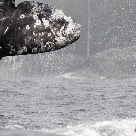 Photo of a Gray Whales near Vancouver Island, BC Canada