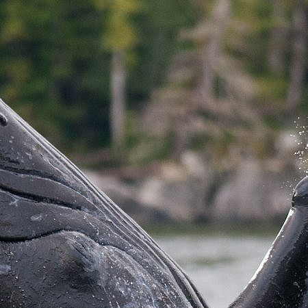 Photo of a Humpback Whales near Vancouver Island, BC Canada