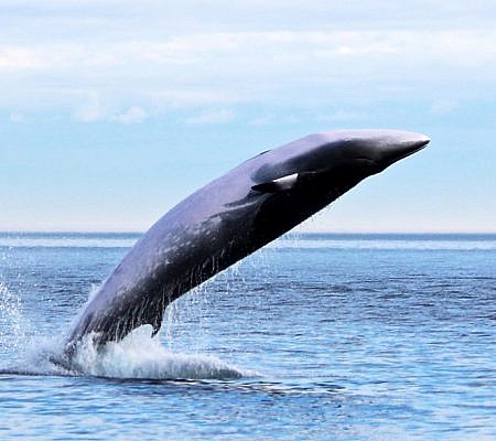 Minke Whales seen near Vancouver Island.