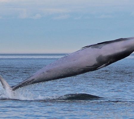 Minke Whales seen near Vancouver Island.
