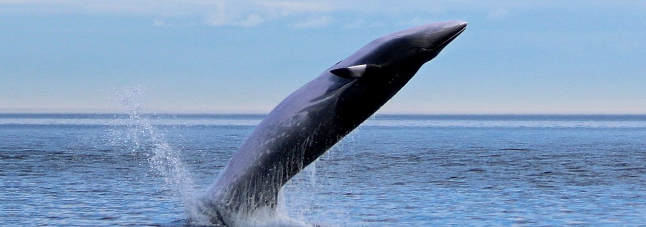 Minke Whales