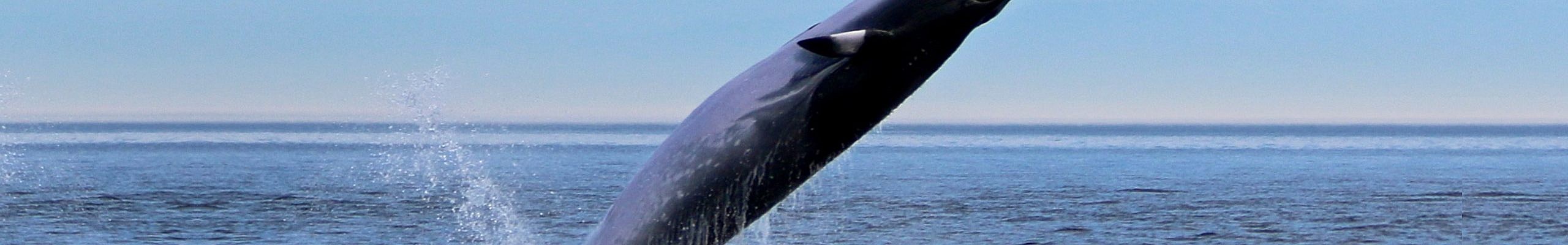Minke Whales