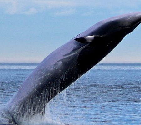 Minke Whales.