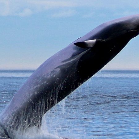 Photo of a Minke Whales near Vancouver Island, BC Canada