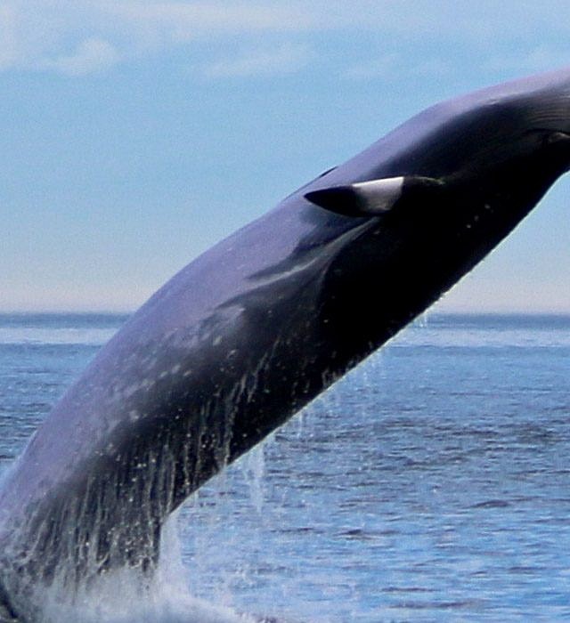 Minke Whales