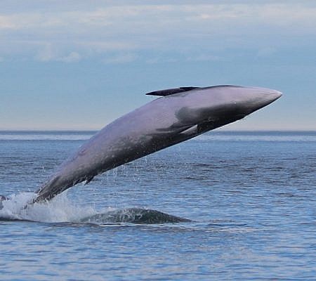 Minke Whales seen near Vancouver Island.