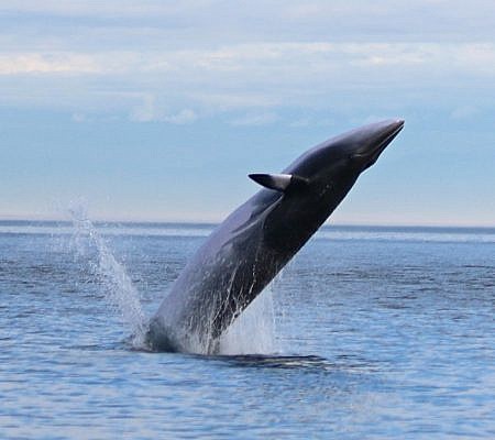 Minke Whales seen near Vancouver Island.