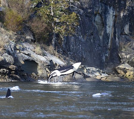 Killer Whales seen near Vancouver Island.