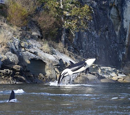 Killer Whales seen near Vancouver Island.