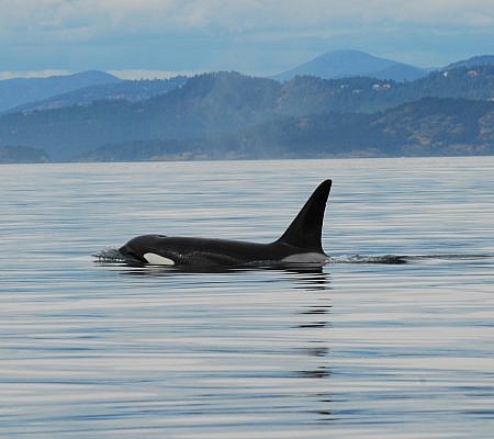 Killer Whales seen near Vancouver Island.