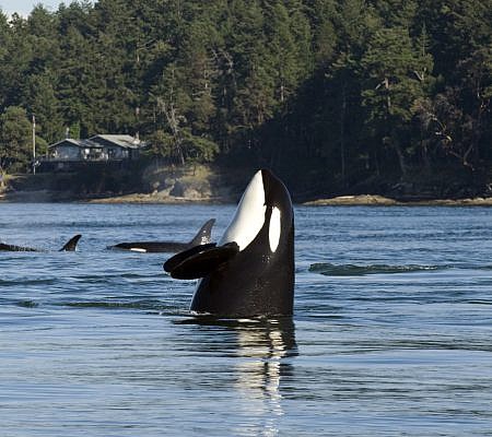Killer Whales seen near Vancouver Island.
