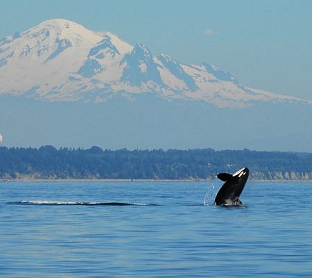 Killer Whales seen near Vancouver Island.