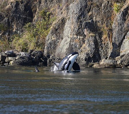 Killer Whales seen near Vancouver Island.