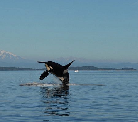 Killer Whales seen near Vancouver Island.