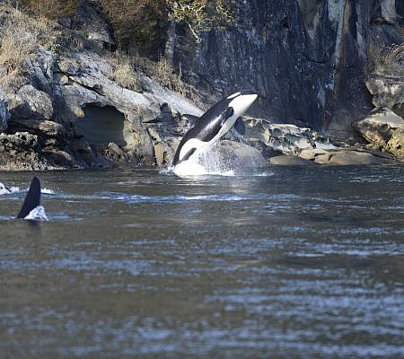 Killer Whales seen near Vancouver Island.
