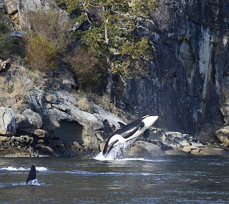 Killer Whales seen near Vancouver Island.