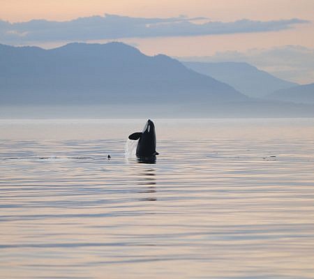 Killer Whales seen near Vancouver Island.